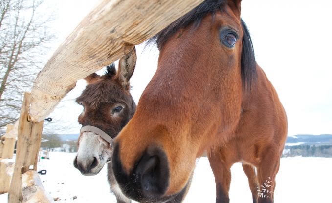 Maison de vacances � Manhay pour 14 personnes en Ardenne