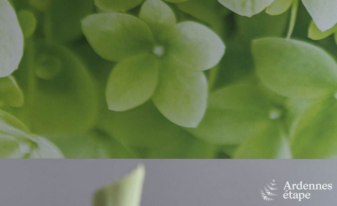 Maison de vacances � Manhay pour 20 personnes en Ardenne