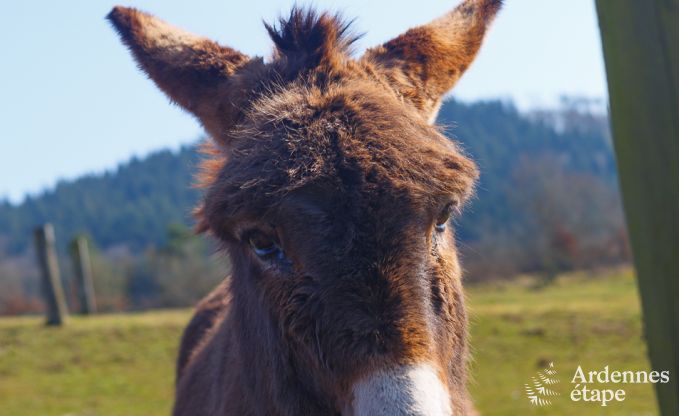 Villa de Luxe � Marche-en-Famenne pour 22 personnes en Ardenne