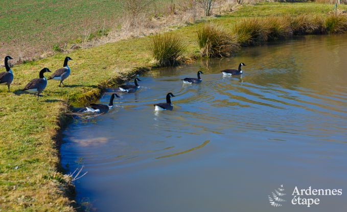 Villa de Luxe � Marche-en-Famenne pour 22 personnes en Ardenne