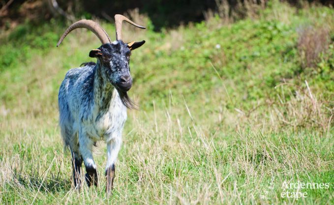 Chalet � Margny pour 4/6 personnes dans les Ardennes en France