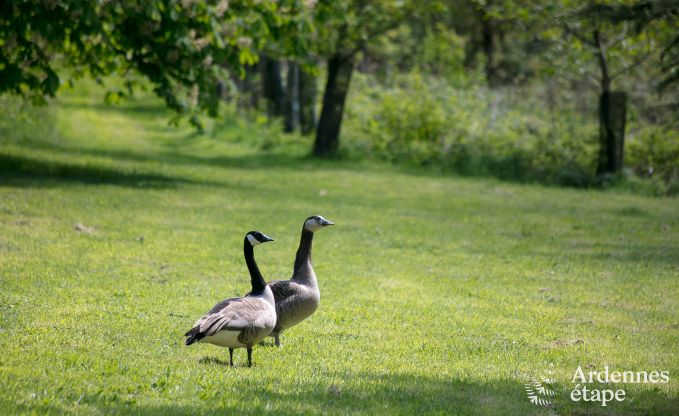 Chalet romantique au bord de l'eau pour 2 personnes � Momignies