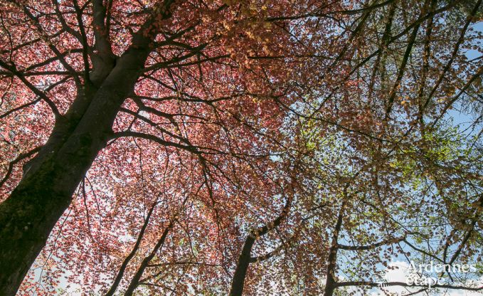 Chalet romantique au bord de l'eau pour 2 personnes � Momignies