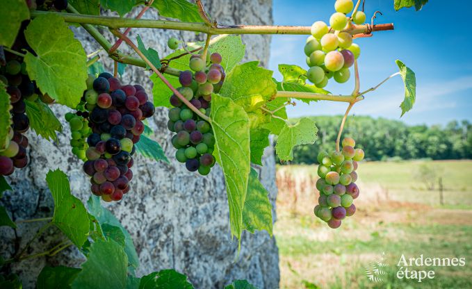 Maison de vacances  Moustier-en-Fagne (FR) pour 14 personnes en Ardenne