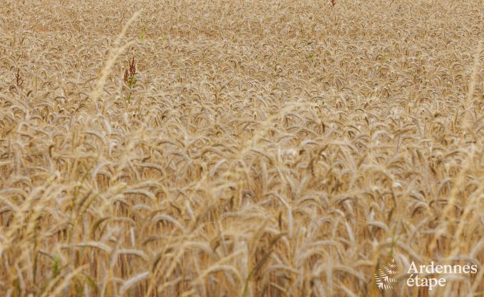 Maison de vacances  Nandrin pour 8 personnes en Ardenne