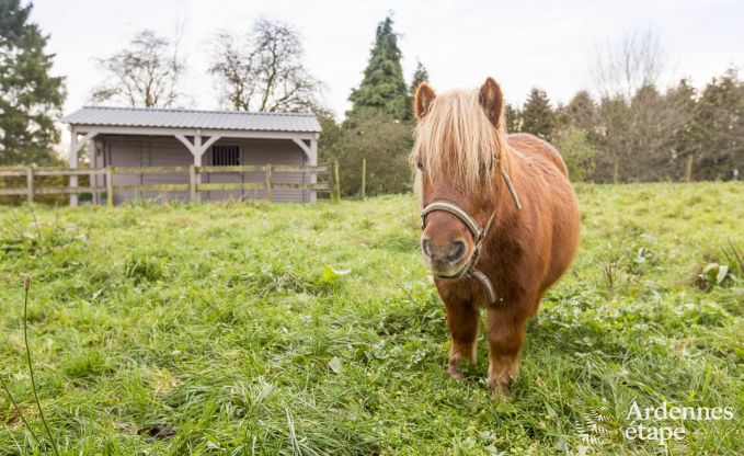 Vacances � la ferme � Nassogne pour 4 personnes en Ardenne