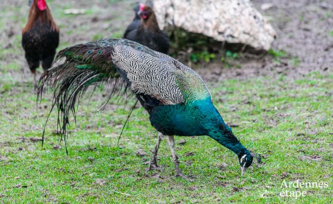 Maison de vacances � Neufch�teau pour 4 personnes en Ardenne