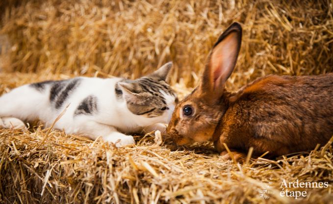 Maison de vacances  Neufchteau pour 4 personnes en Ardenne