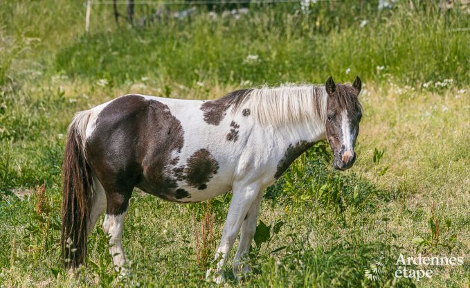 Maison de vacances  Ohey pour 4 personnes en Ardenne
