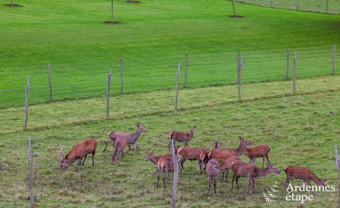 Appartement � Paliseul pour 4/6 personnes en Ardenne