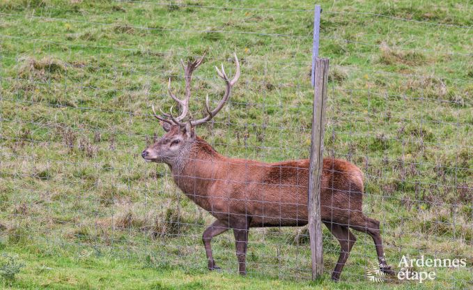 Appartement � Paliseul pour 4/6 personnes en Ardenne