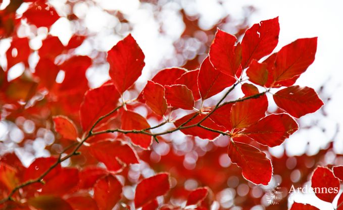 Gite de charme � Paliseul pour 10/12 personnes en Ardenne