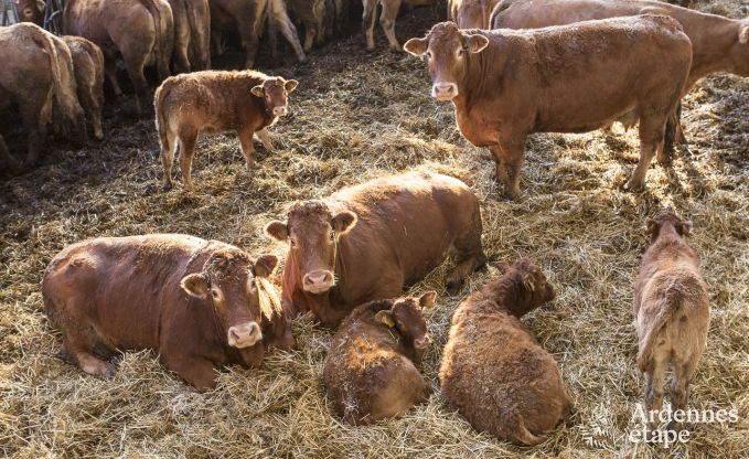 Maison de vacances � Paliseul pour 4 personnes en Ardenne