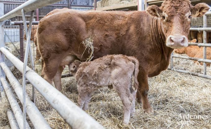 Maison de vacances � Paliseul pour 4 personnes en Ardenne