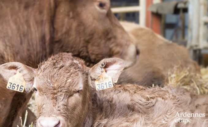 Maison de vacances � Paliseul pour 4 personnes en Ardenne