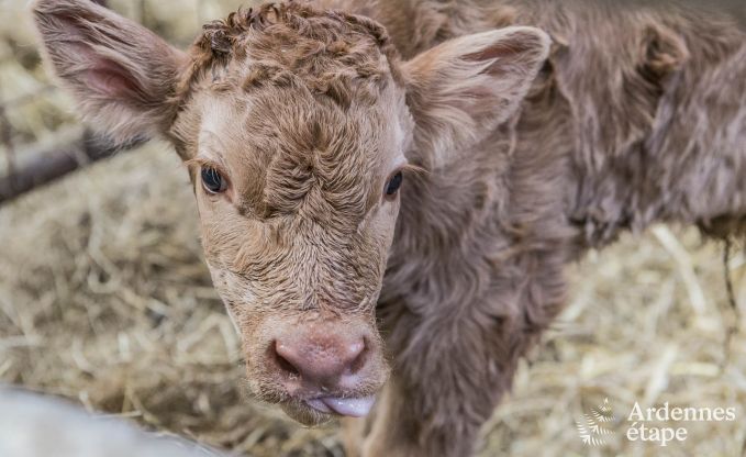 Maison de vacances � Paliseul pour 4 personnes en Ardenne