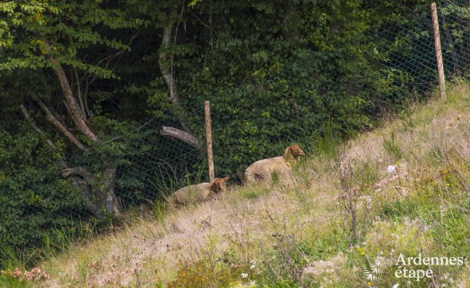 Maison de vacances  Paliseul pour 12 personnes en Ardenne