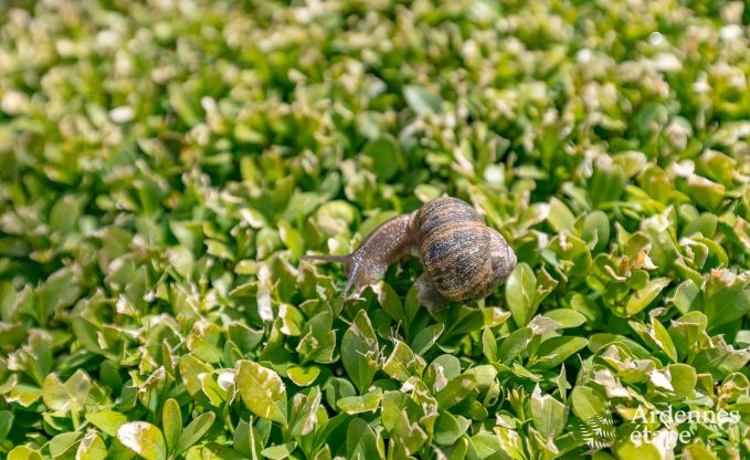 Maison de vacances � Philippeville pour 8 personnes en Ardenne