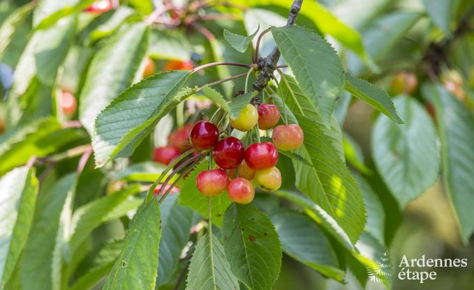 Maison de vacances � Plombi�res pour 20/22 personnes en Ardenne