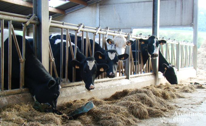 Maison de vacances  Plombires pour 38/42 personnes en Ardenne