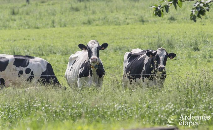 Maison de vacances  Plombires pour 38/42 personnes en Ardenne