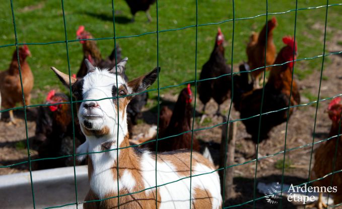 Vacances � la ferme � Plombi�res pour 4 personnes en Ardenne