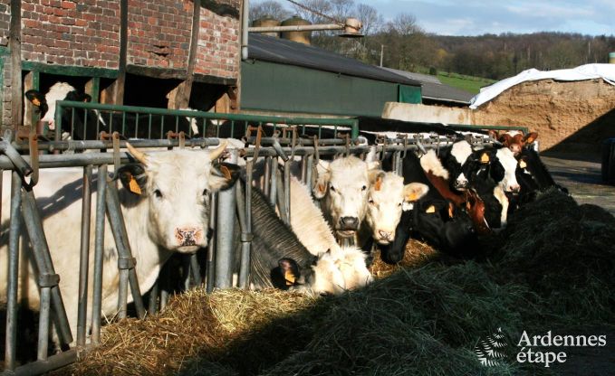Maison de vacances  Plombires pour 4 personnes en Ardenne