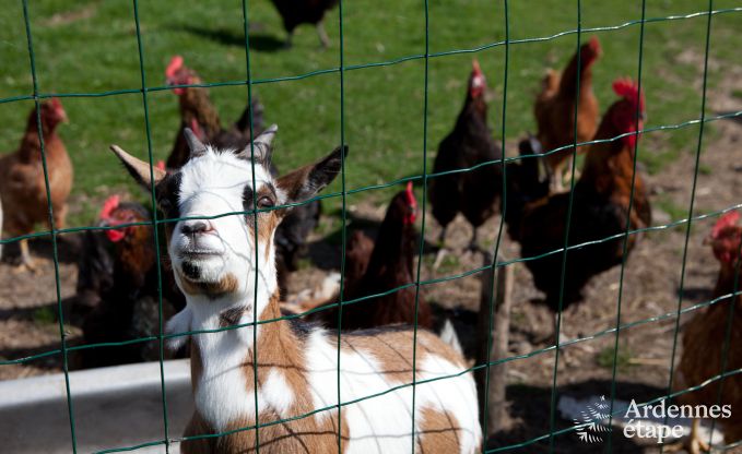 Vacances  la ferme  Plombires pour 6 personnes en Ardenne
