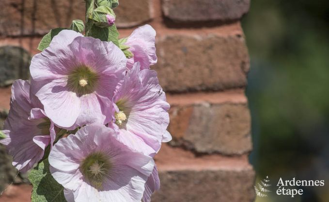 Maison de vacances � Porcheresse (Daverdisse) pour 2 personnes en Ardenne