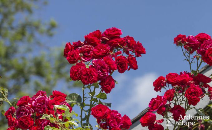 Maison de vacances � Porcheresse (Daverdisse) pour 2 personnes en Ardenne