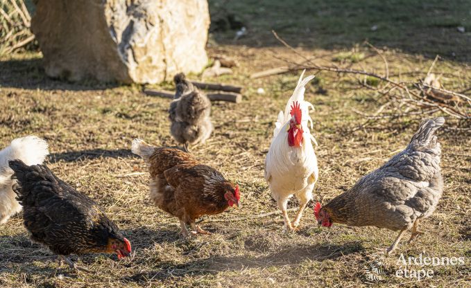 Maison de vacances  Raeren pour 16 personnes en Ardenne