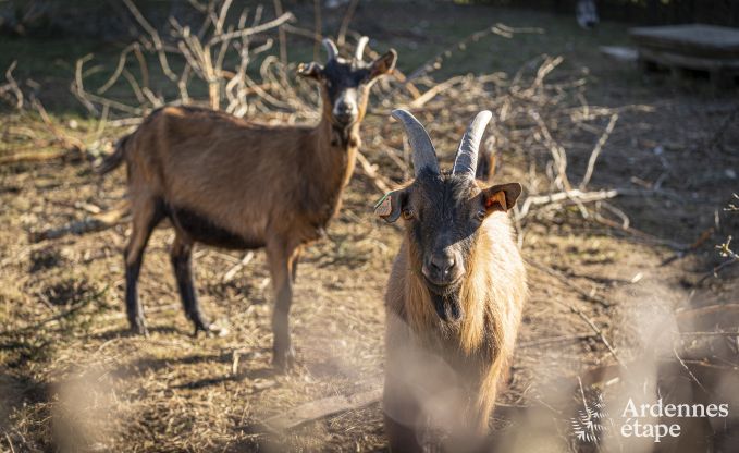 Maison de vacances � Raeren pour 16 personnes en Ardenne