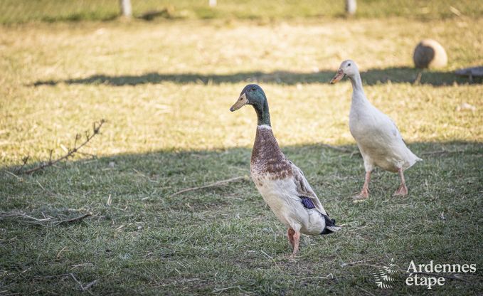 Maison de vacances � Raeren pour 16 personnes en Ardenne