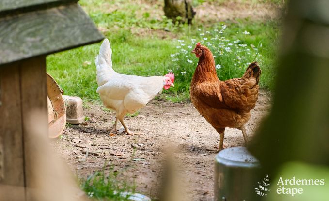 Cottage convivial pour 4 personnes � Redu avec tankuzzi (hottub), terrasse couverte et jardin priv�