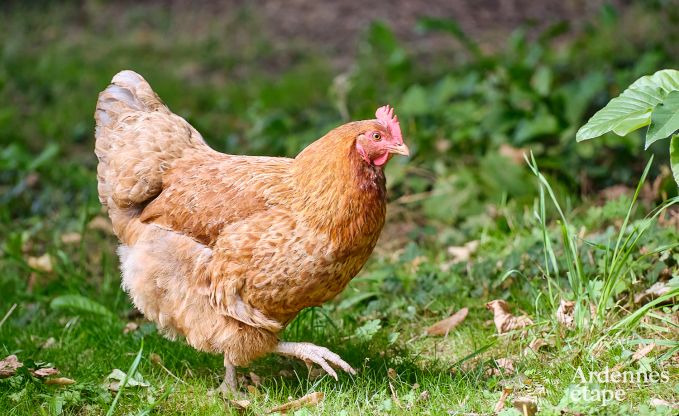 Cottage convivial pour 4 personnes � Redu avec tankuzzi (hottub), terrasse couverte et jardin priv�