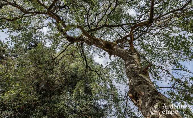 Gite de charme � Redu pour 17/19 personnes en Ardenne