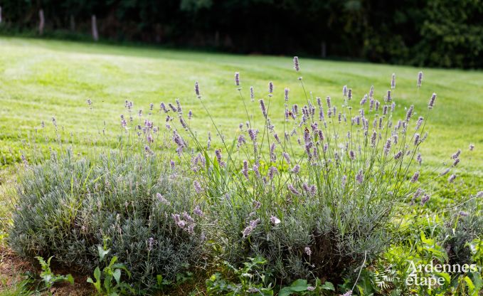 Maison de vacances � Redu pour 12 personnes en Ardenne