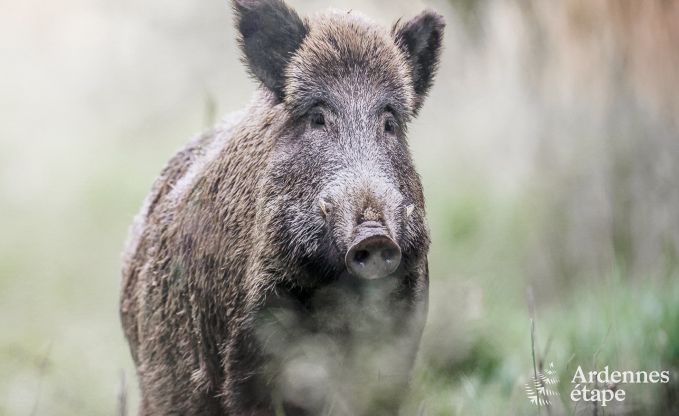 Maison de vacances � Redu pour 24 personnes en Ardenne