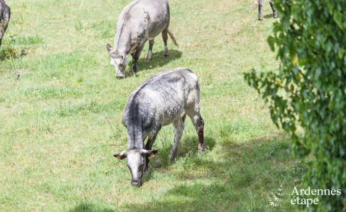 Maison chien admis pour 10 personnes � Rendeux