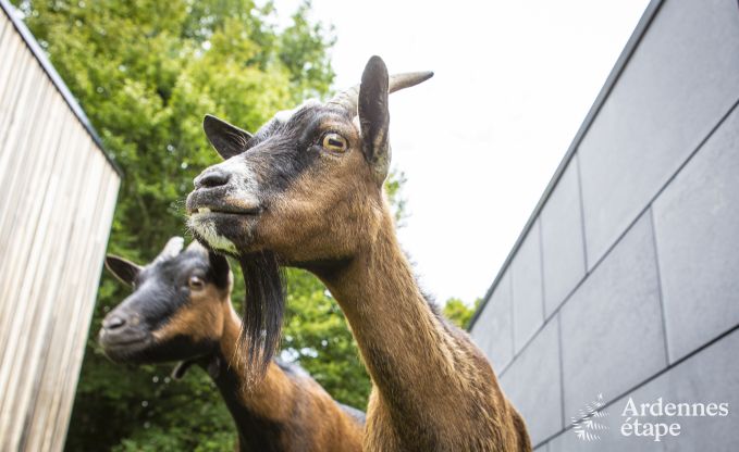 Villa de Luxe � Rendeux pour 8 personnes en Ardenne