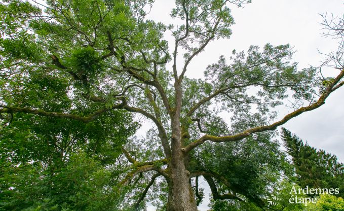 Maison de vacances  Rendeux, Ardenne, 6 personnes, 2 chambres, jardin priv, quipements bb, terrasse avec barbecue