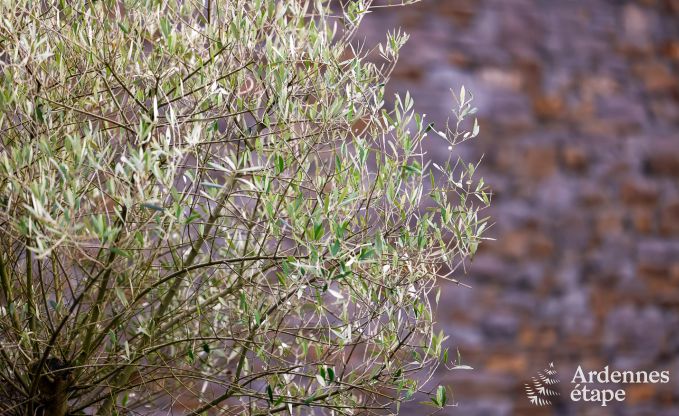 Maison de vacances avec piscine � Rendeux, Ardenne