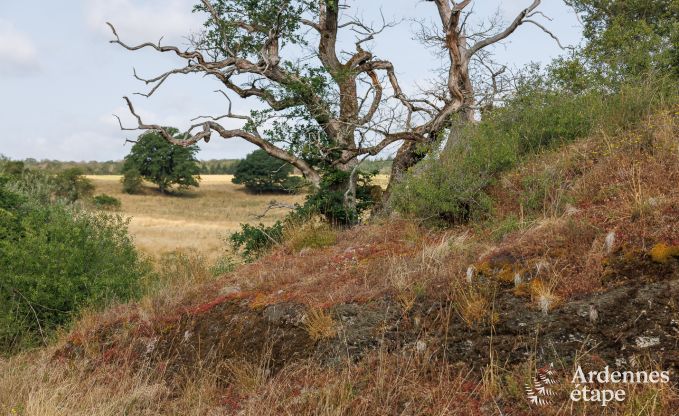 Maison de vacances  Rochefort pour 6 personnes en Ardenne