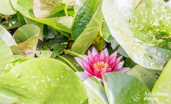 Villa de Luxe  Rochefort pour 28/30 personnes en Ardenne