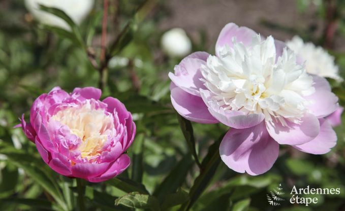 Maison de vacances � Saint-Hubert : havre de paix pour 7 personnes en Ardenne avec jardin priv� et �quipements familiaux