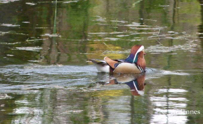 Chalet isol� au bord d'un �tang � Saint-Hubert, Ardenne