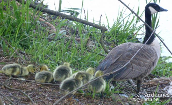 Chalet isol� au bord d'un �tang � Saint-Hubert, Ardenne