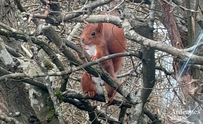 Chalet isol� au bord d'un �tang � Saint-Hubert, Ardenne