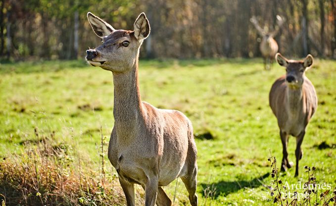 Maison de vacances  Saint-Hubert : hbergement confortable pour 6 personnes avec sauna, salle de jeux et jardin priv en Ardenne