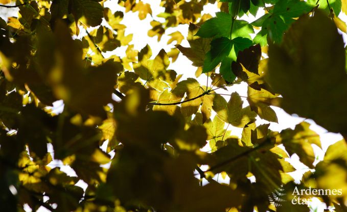 Maison de vacances  Saint-Hubert pour 24/30 personnes en Ardenne